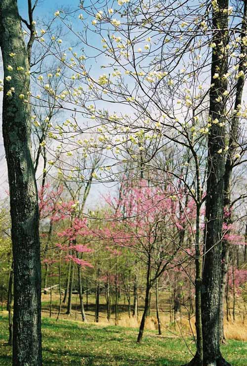 blooming trees at Wooded Glen