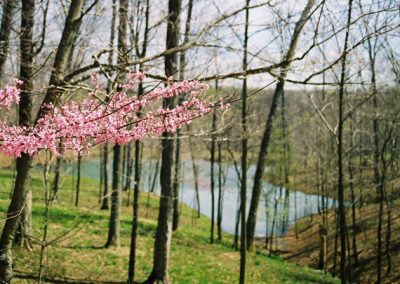 blooming red bud trees on banks of lake