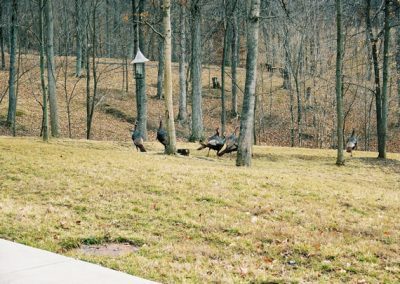wild turkeys roaming on fall grounds